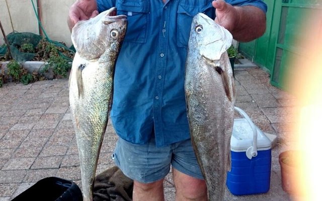 Gustav Groenewald met 2 van sy kabeljoue